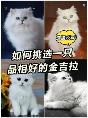 怎么训练金吉拉猫不咬人-图1