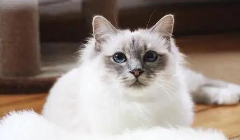 如何训练伯曼猫听话-图1