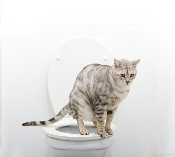 猫不拉屎的原因是什么-图1