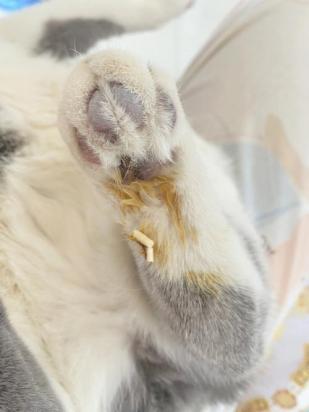 猫不埋屎了是什么原因-图1