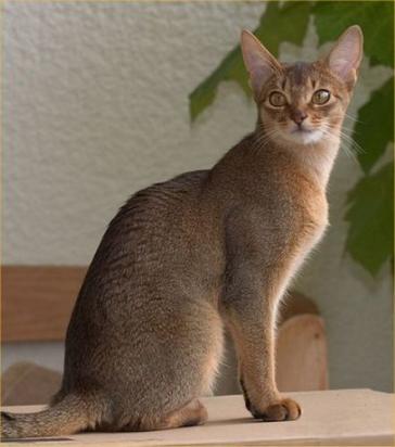 如何训练埃及猫不乱抓家具-图1