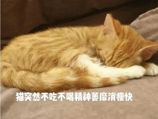 猫不吃食没精神怎么办-图1