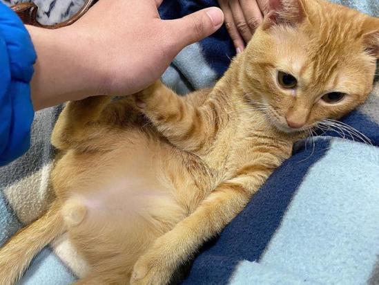猫不让摸但是走哪跟哪-图1