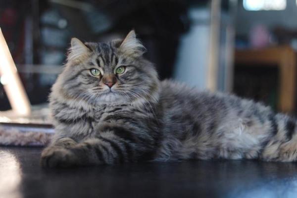 西伯利亚猫握手怎么训练