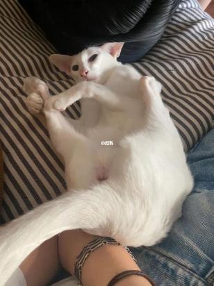 怎么训练东方短毛猫上厕所-图1