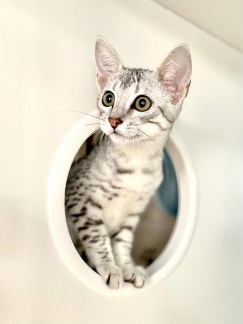 怎么训练埃及猫用马桶