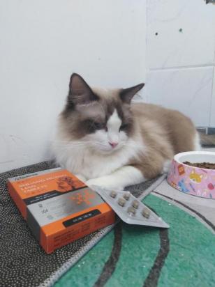 猫不吃东西是什么原因?吃什么药-图1