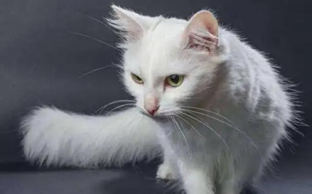 怎样训练安哥拉猫跳环-图1