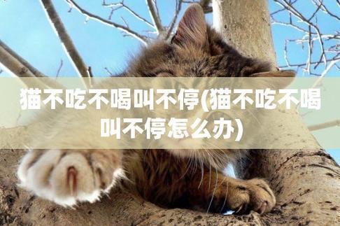猫不吃不喝没有精神是什么原因-图1