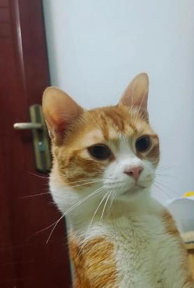 猫脖子一侧摸起来里面有个包