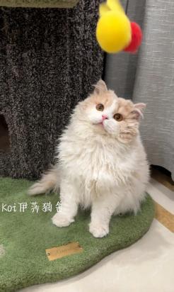 塞尔凯克卷毛猫不听话怎么办-图1