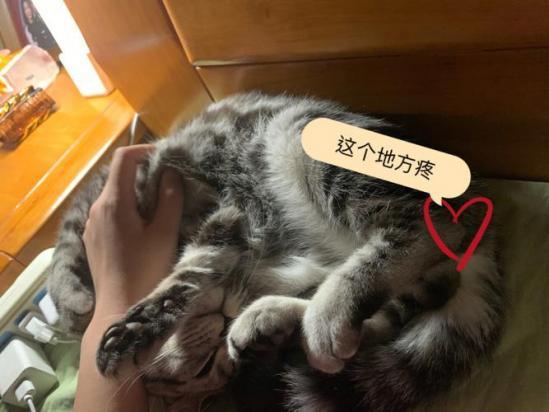 猫不让碰后腿一碰就发火-图1