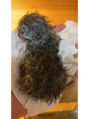 怎么训练塞尔凯克卷毛猫用马桶