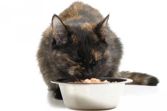 猫不吃东西