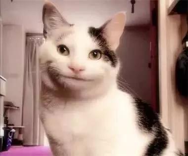 猫不会微笑-图1