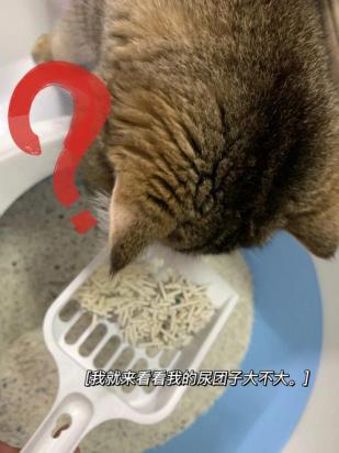 猫不埋屎怎么惩罚-图1