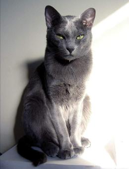 与科拉特猫相处注意什么-图1