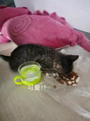 猫不请自来还不走兆头