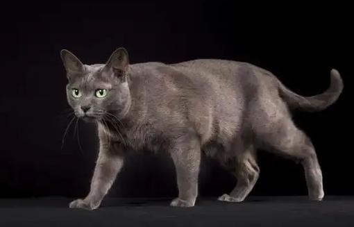 科拉特猫怎么训练-图1