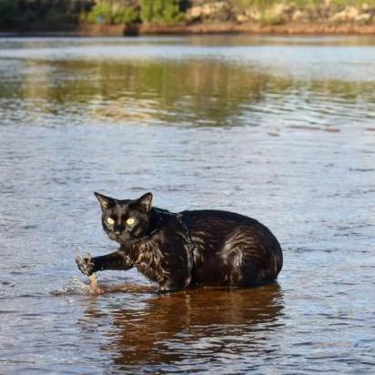 科拉特猫会游泳吗-图1