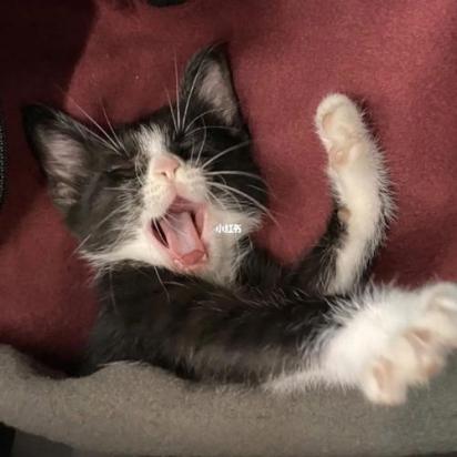 猫不停翻滚还哼哼叫怎么回事-图1