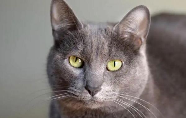 怎么训练科拉特猫跳环-图1