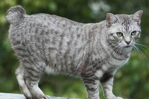 美国短尾猫不听话怎么办-图1