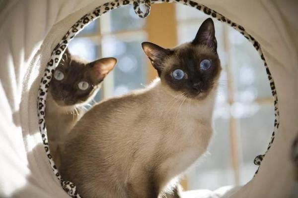 东奇尼猫不听话怎么办-图1
