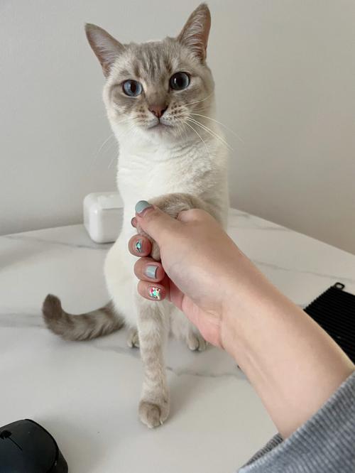 怎么训练索马里猫握手-图1