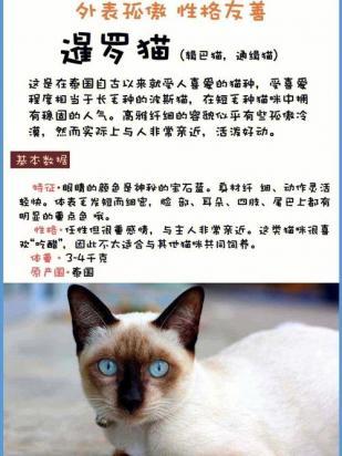 怎么训练东奇尼猫装死