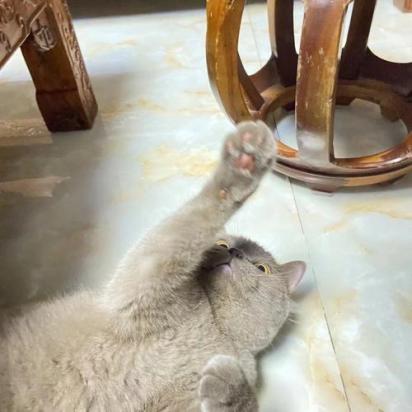 如何训练东奇尼猫不咬人-图1