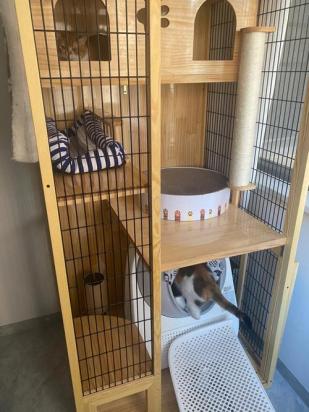 猫别墅可以一直关着猫吗-图1