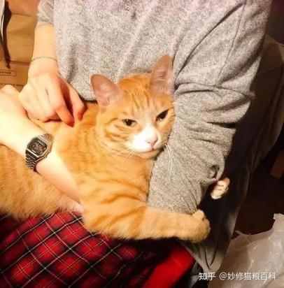 猫不让摸但是趴在你旁边-图1