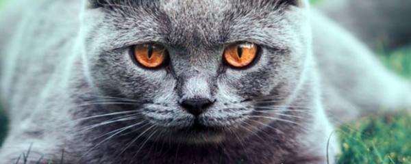 怎么教巴厘猫游泳-图1