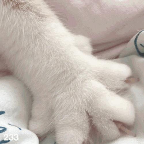 猫猫踩奶代表什么意思-图1