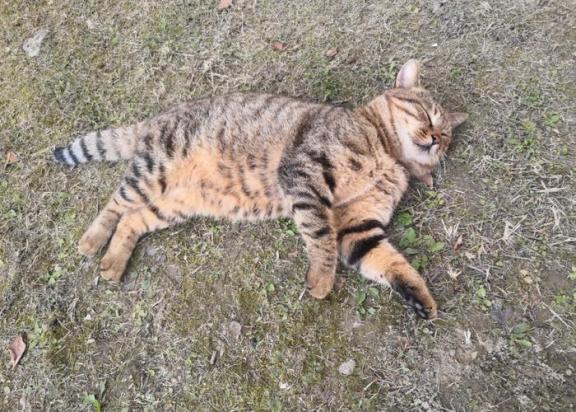 如何训练威尔斯猫打滚-图1