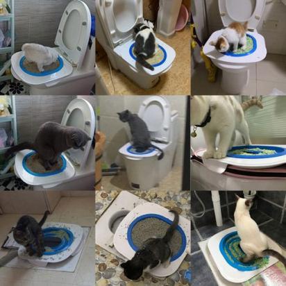 如何训练土耳其梵猫用马桶-图1