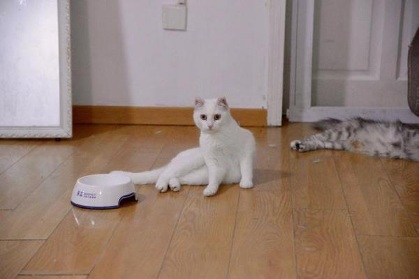 怎么训练美国卷耳猫上厕所-图1