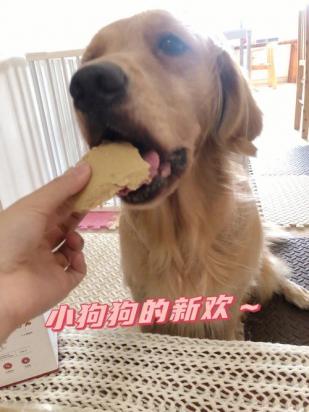 狗狗开胃的最好方法-图1