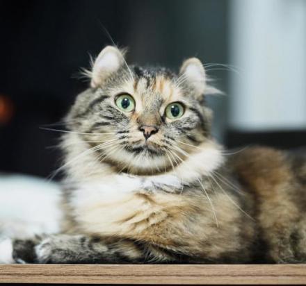 如何调教美国卷耳猫-图1