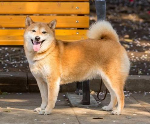 柴犬什么颜色的最贵