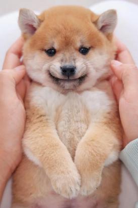 柴犬多大就开始变乖了-图1