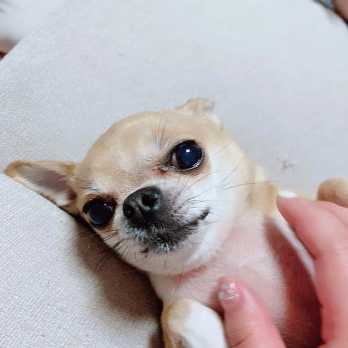 吉娃娃临终前有什么表现