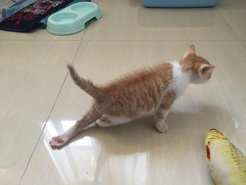 猫咪四肢僵硬-图1