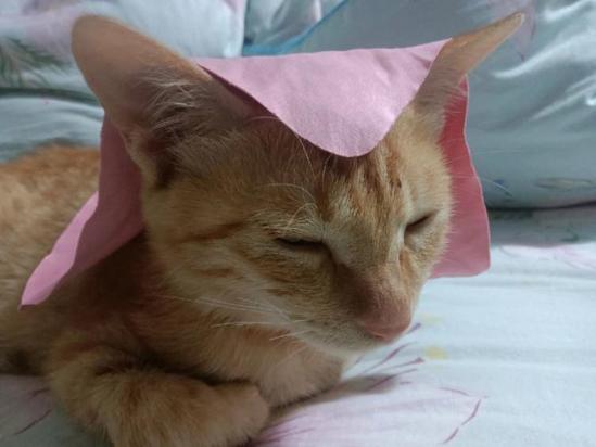 猫咪死了是替人挡灾吗-图1