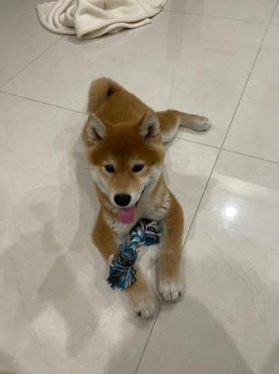 4个月的柴犬好养活吗-图1