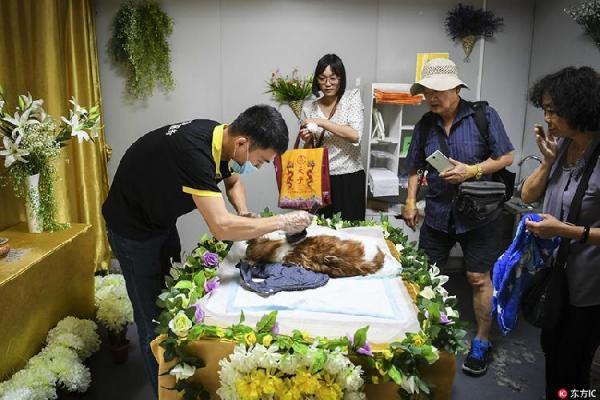 狗狗临终前的告别方式-图1