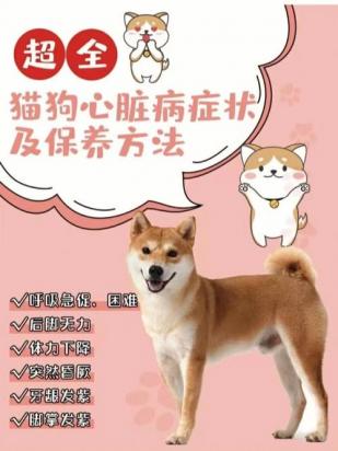 狗狗心衰最后的状态-图1
