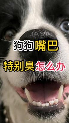 幼犬嘴巴里气味难闻怎么办