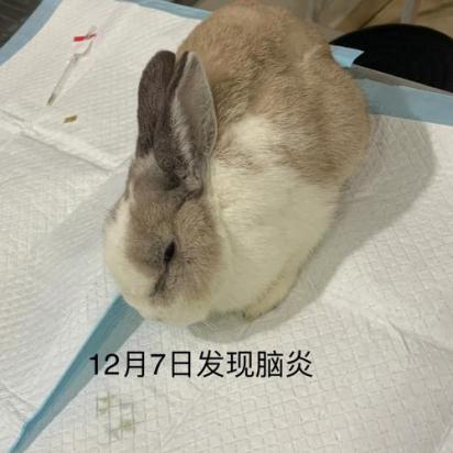 狗脑炎一般多久恢复正常-图1